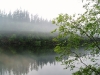 Fog_Tree_Lake.jpg