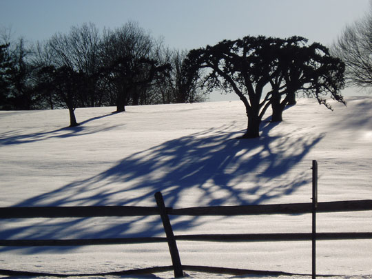 TreeShadow_winter